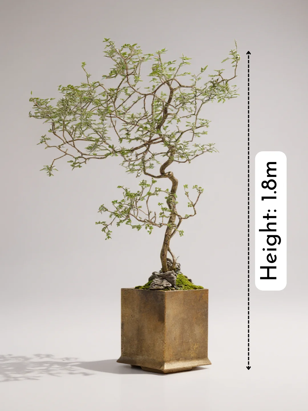 Chaste Tree - Real-Trunk Artificial - Image 3