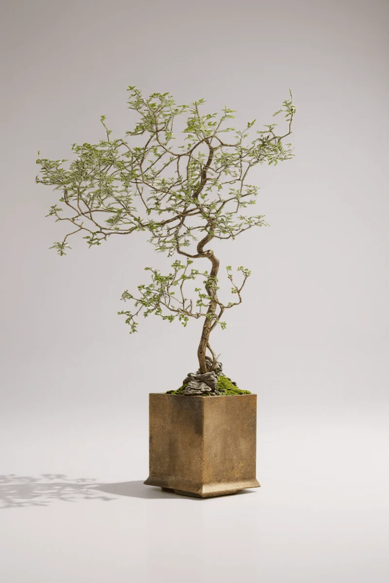 Chaste Tree - Real-Trunk Artificial - Image 7