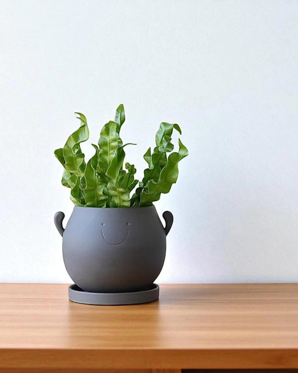 Cheer Planter - Image 5