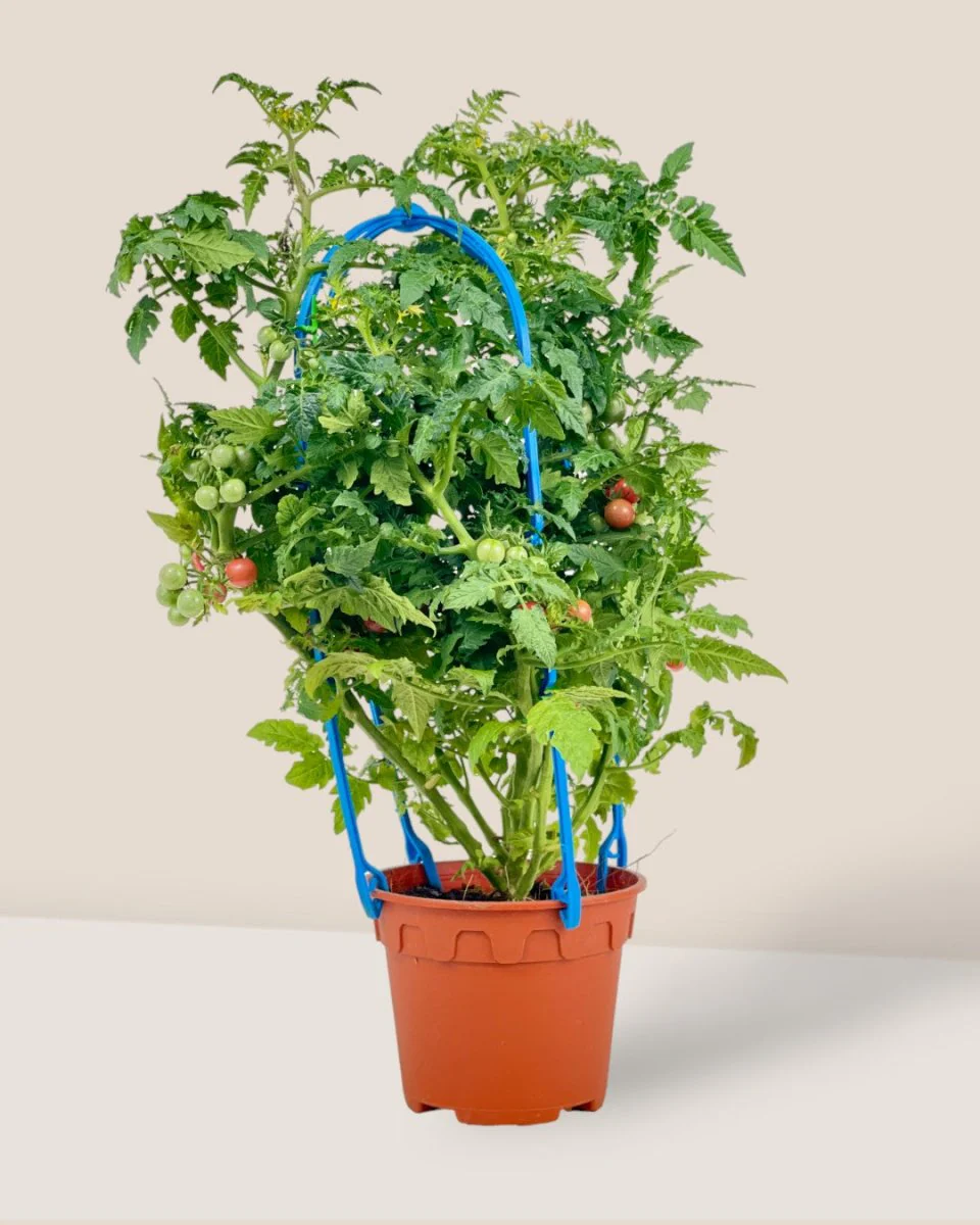 Cherry Tomato Plant - Image 3
