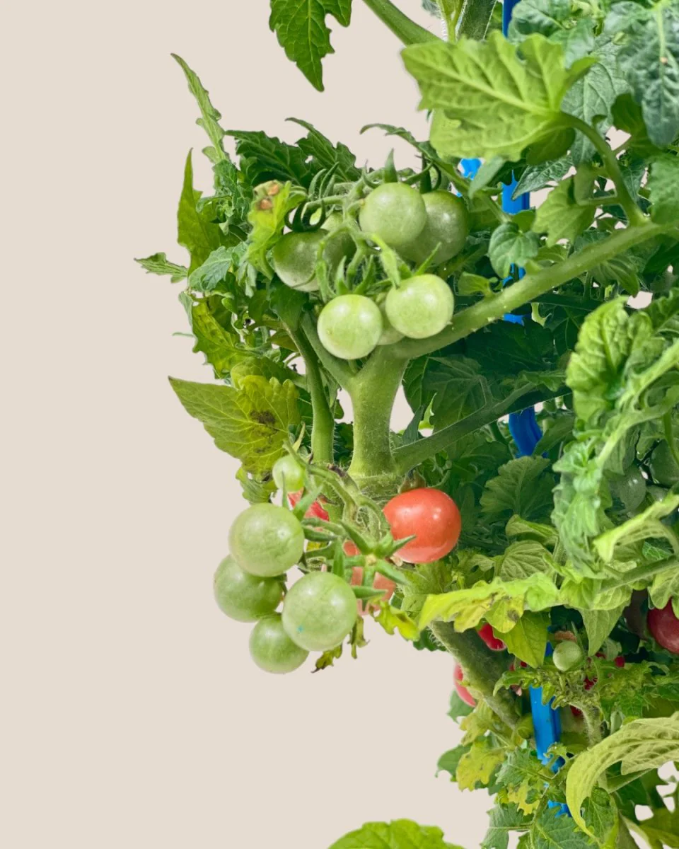 Cherry Tomato Plant - Image 4