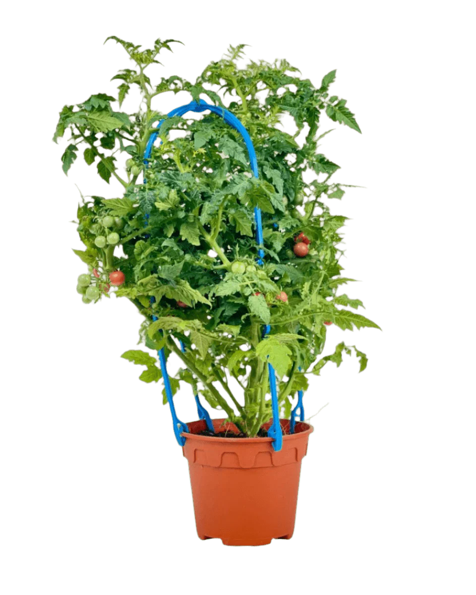 Cherry Tomato Plant - Image 5