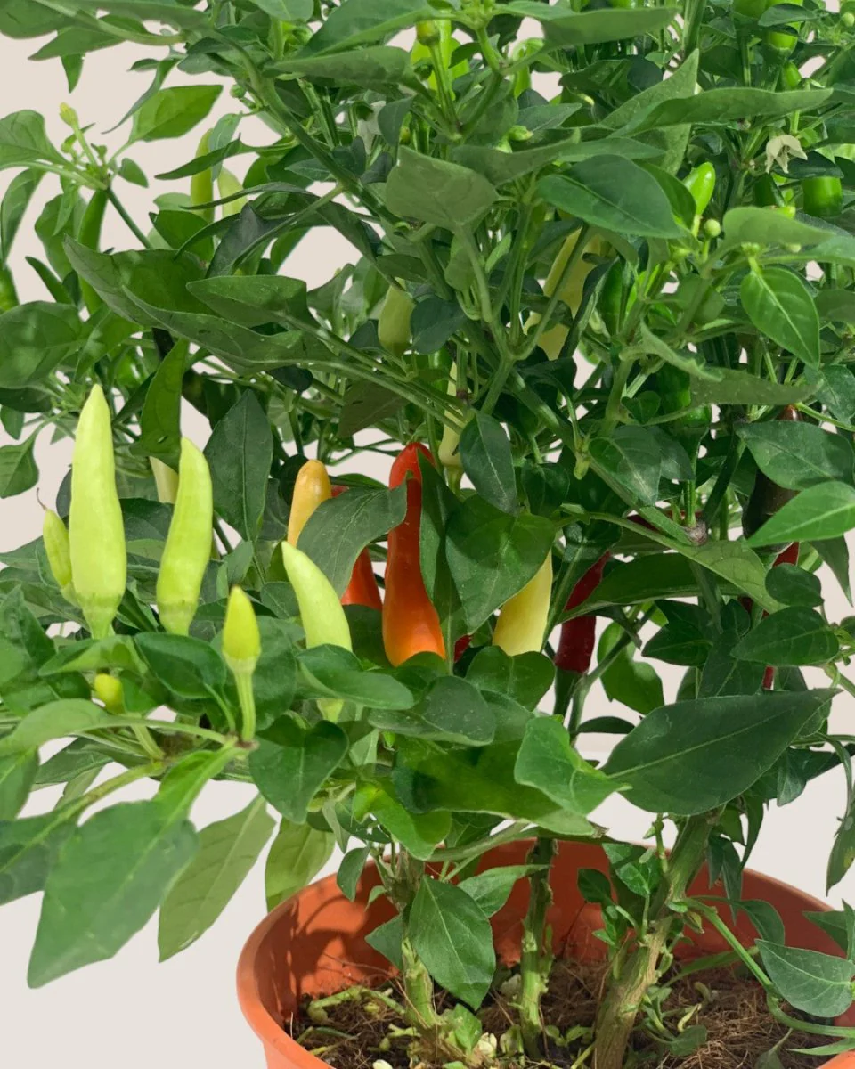 Chili Plant - Image 6