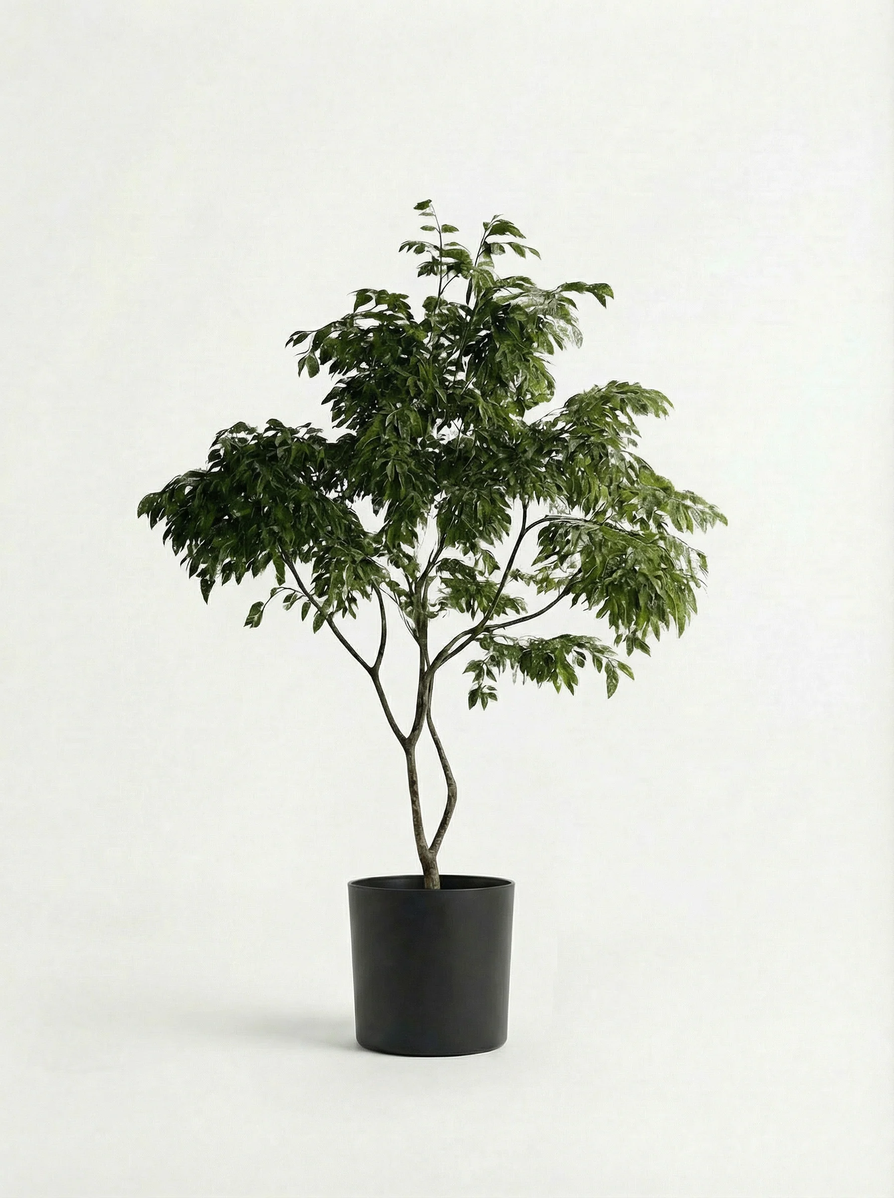 China Doll Tree - Real-Trunk Artificial - Image 16