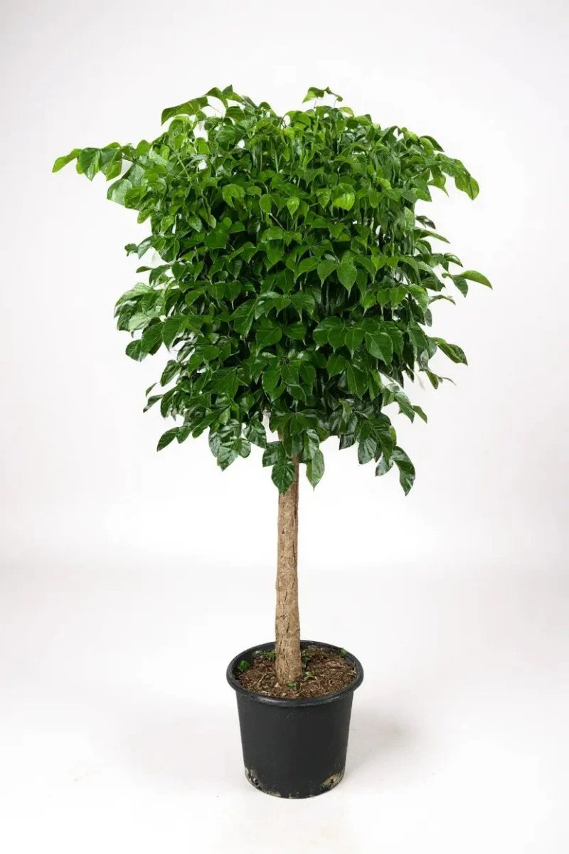China Doll Tree (1.5m) - Image 6