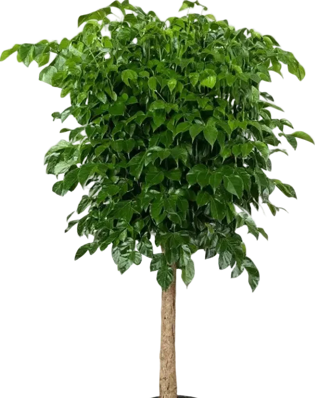 China Doll Tree (1.5m) - Image 7