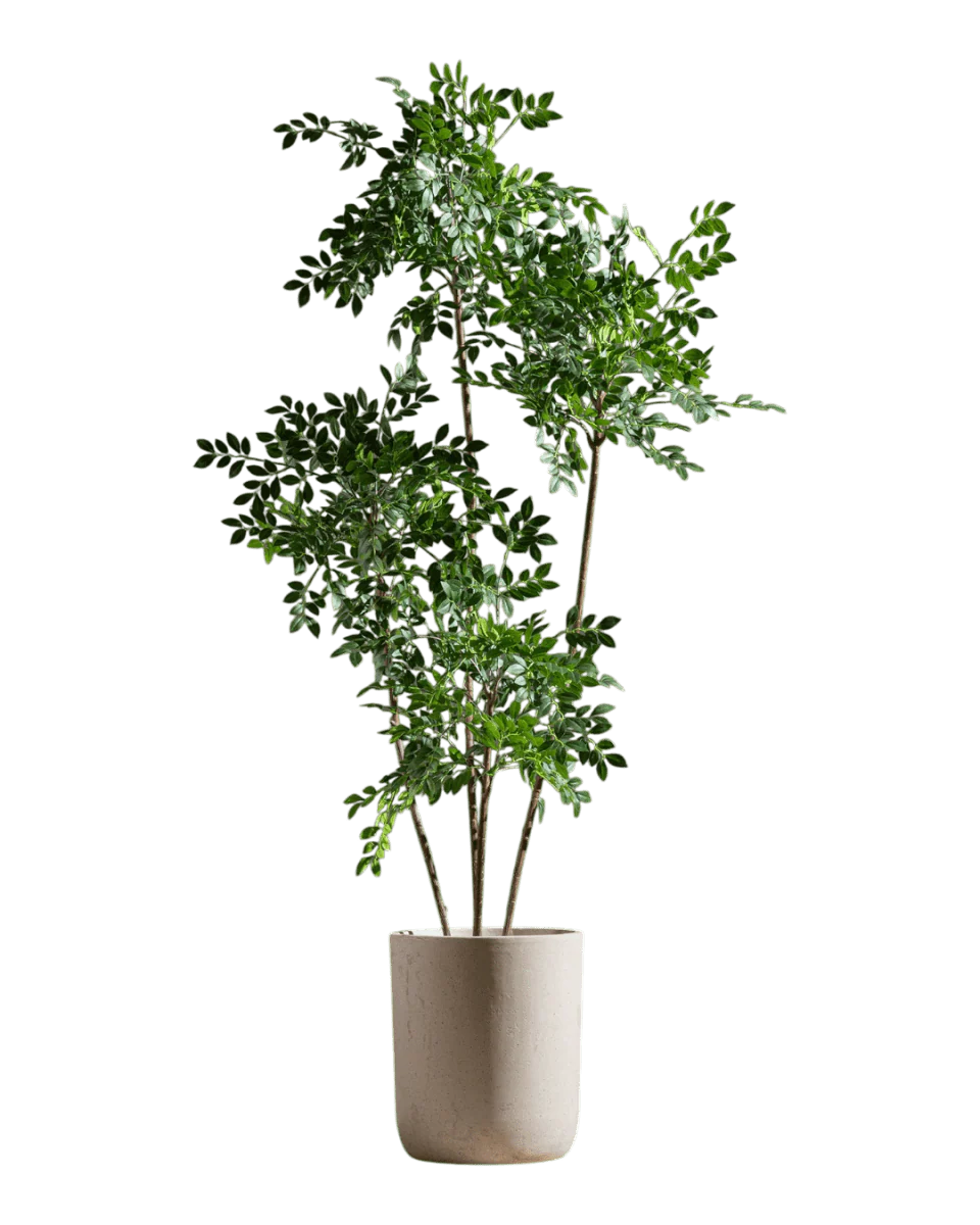 Chinese Money Tree (Life-like Artificial) - Image 22