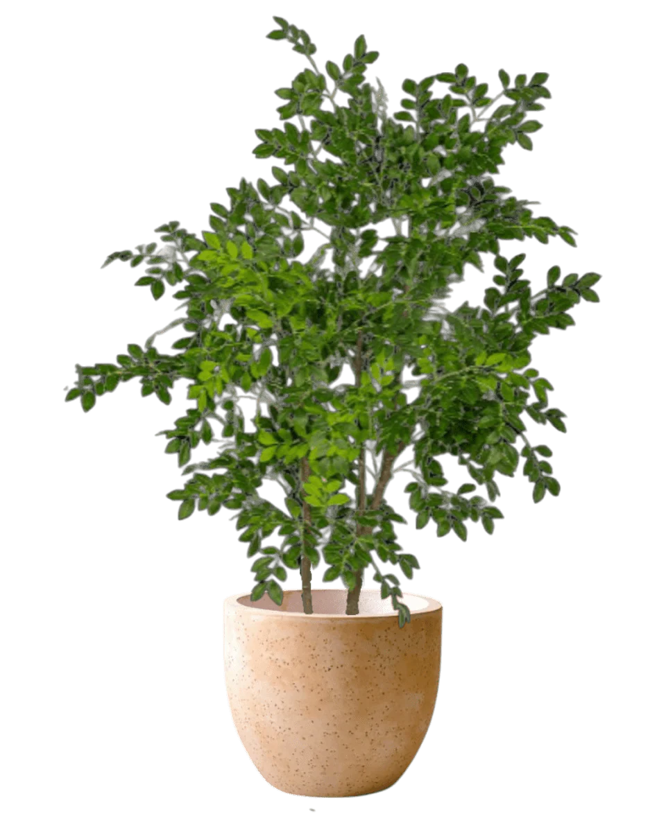 Chinese Money Tree (Life-like Artificial) - Image 26
