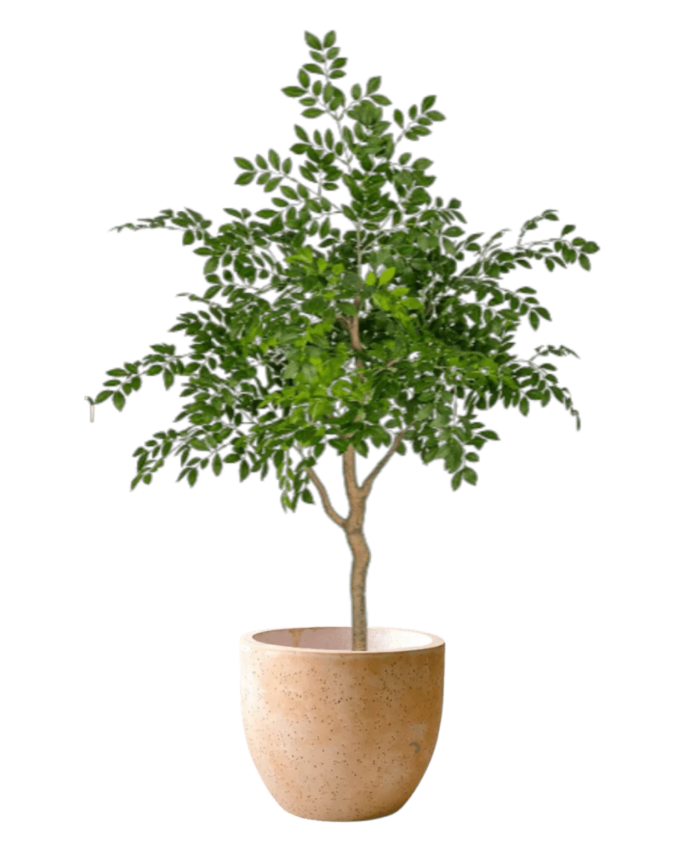 Chinese Money Tree (Life-like Artificial) - Image 28