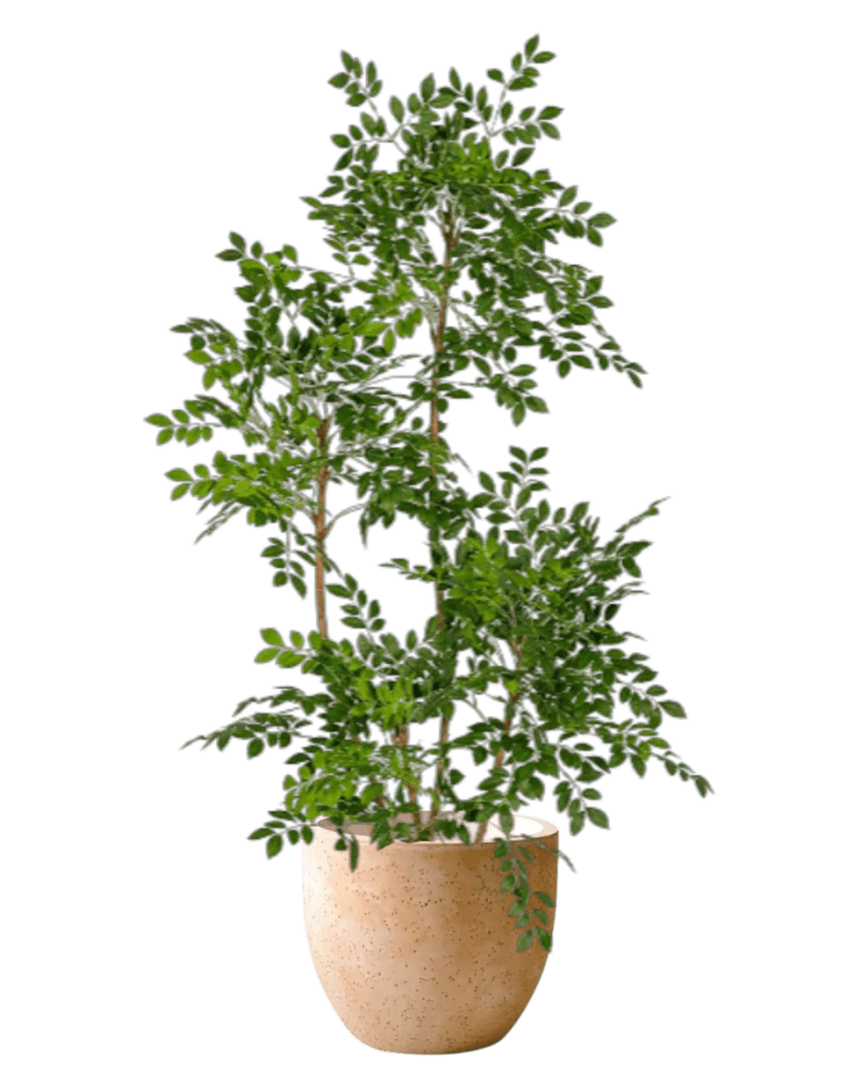 Chinese Money Tree (Life-like Artificial) - Image 30