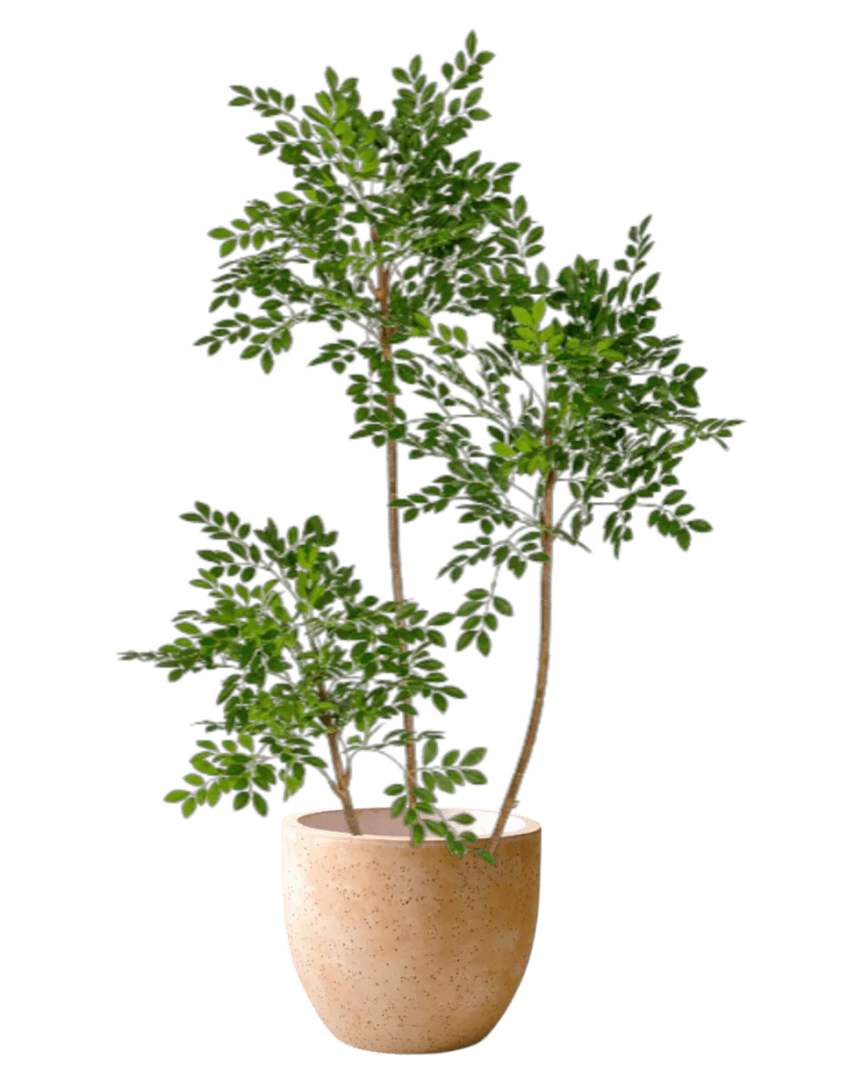 Chinese Money Tree (Life-like Artificial) - Image 32