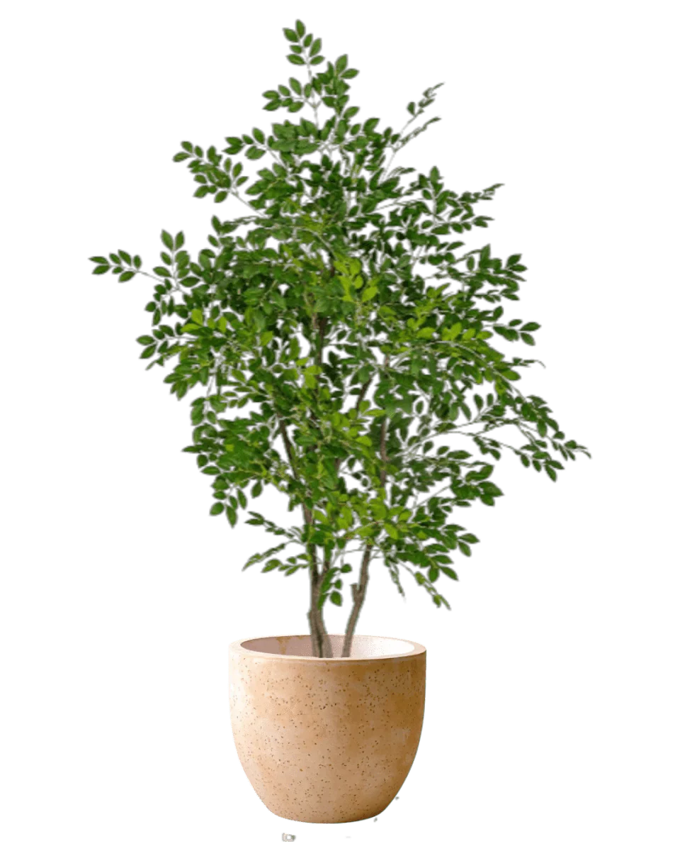 Chinese Money Tree (Life-like Artificial) - Image 34