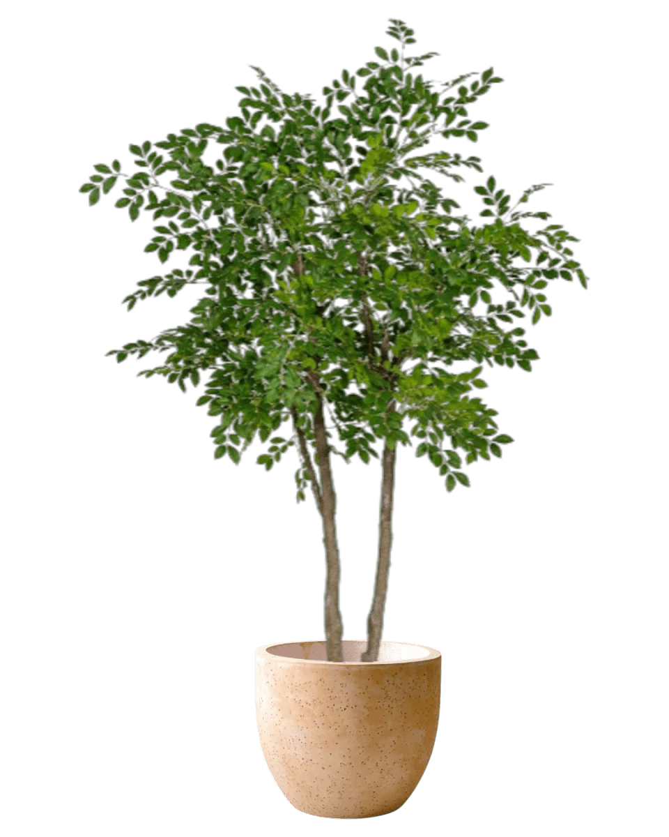 Chinese Money Tree (Life-like Artificial) - Image 36