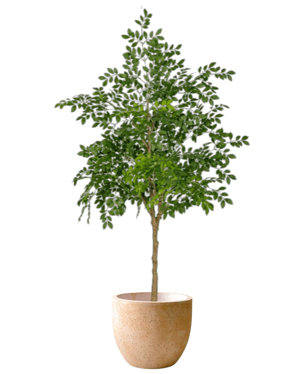 Chinese Money Tree (Life-like Artificial) - Image 38