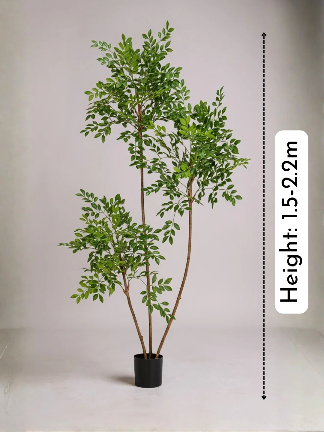 Chinese Money Tree (Life-like Artificial) - Image 4