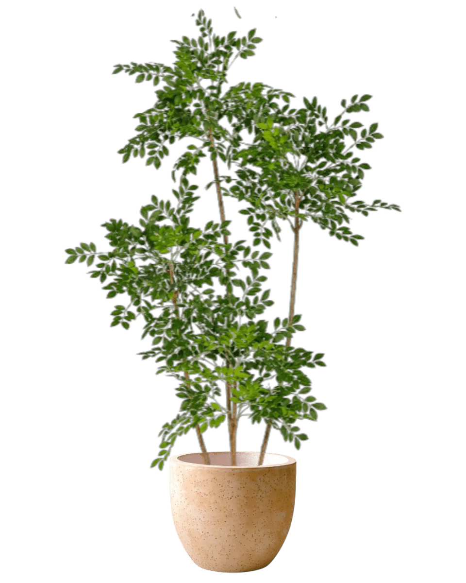 Chinese Money Tree (Life-like Artificial) - Image 40