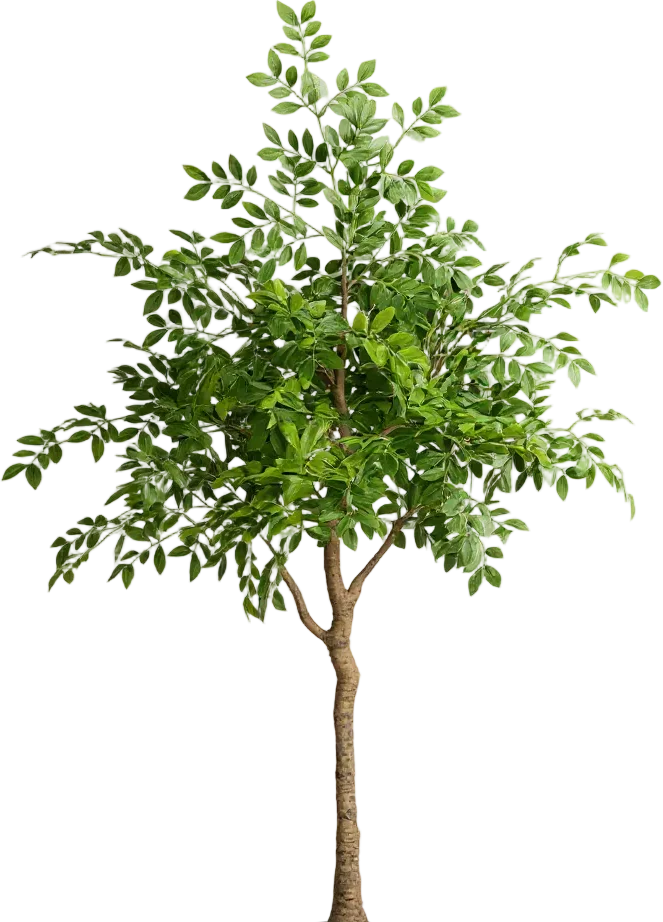 Chinese Money Tree (Life-like Artificial) - Image 45