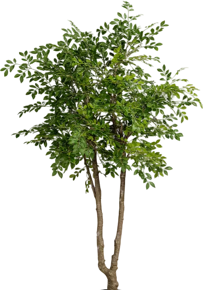 Chinese Money Tree (Life-like Artificial) - Image 49