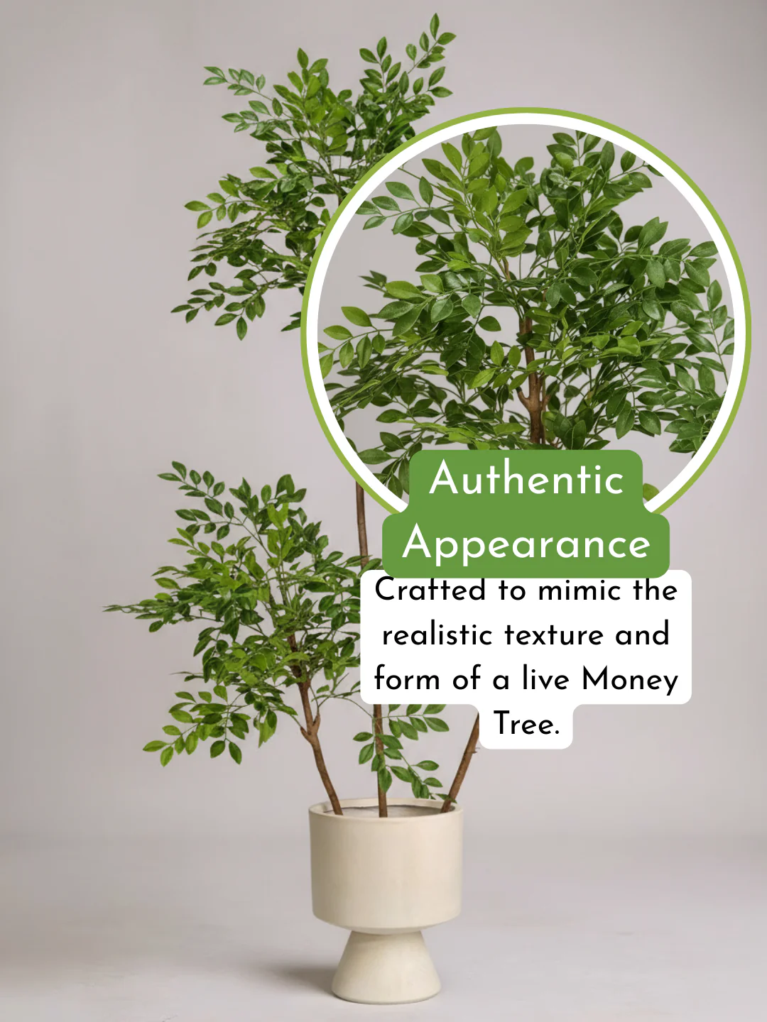 Chinese Money Tree (Life-like Artificial) - Image 5