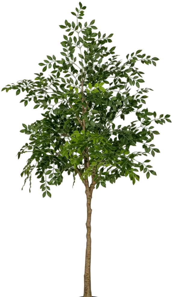 Chinese Money Tree (Life-like Artificial) - Image 50