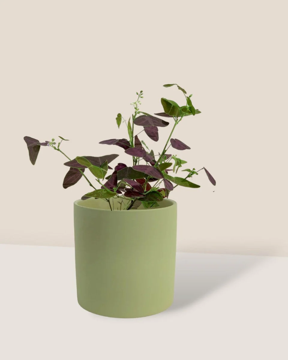 Christia Butterfly Plant Purple (0.2m) - Image 11