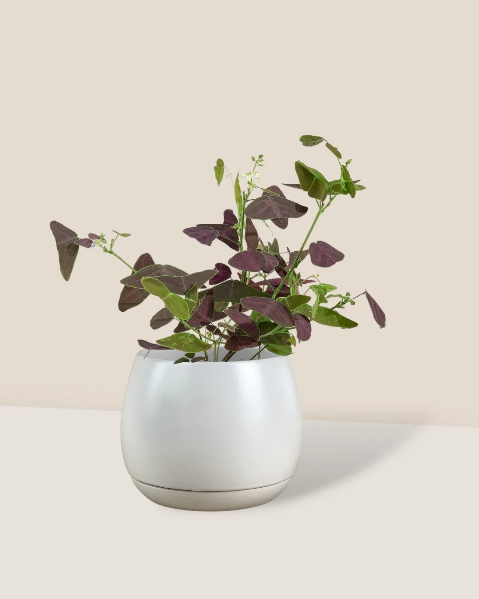 Christia Butterfly Plant Purple (0.2m) - Image 12