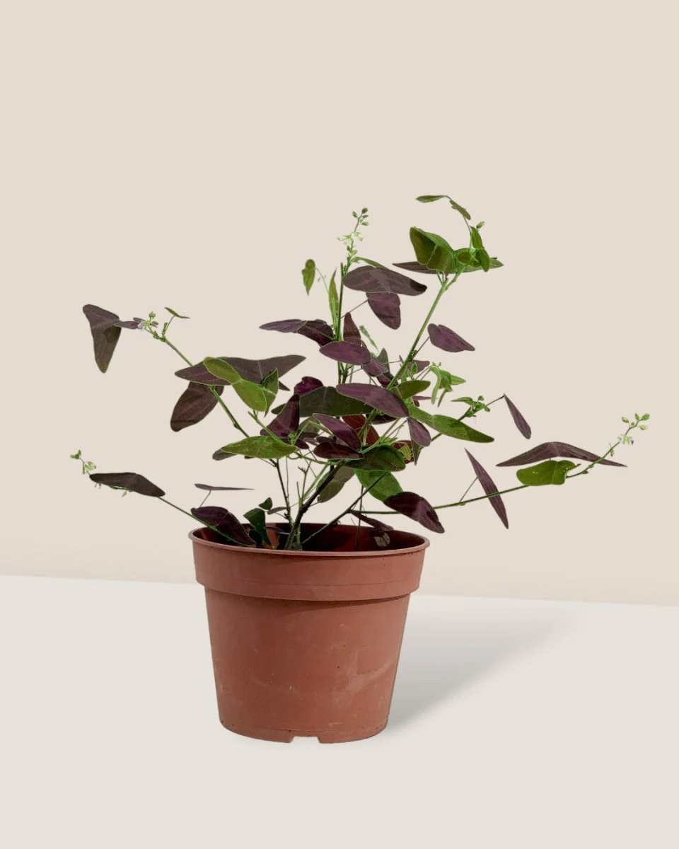 Christia Butterfly Plant Purple (0.2m) - Image 13