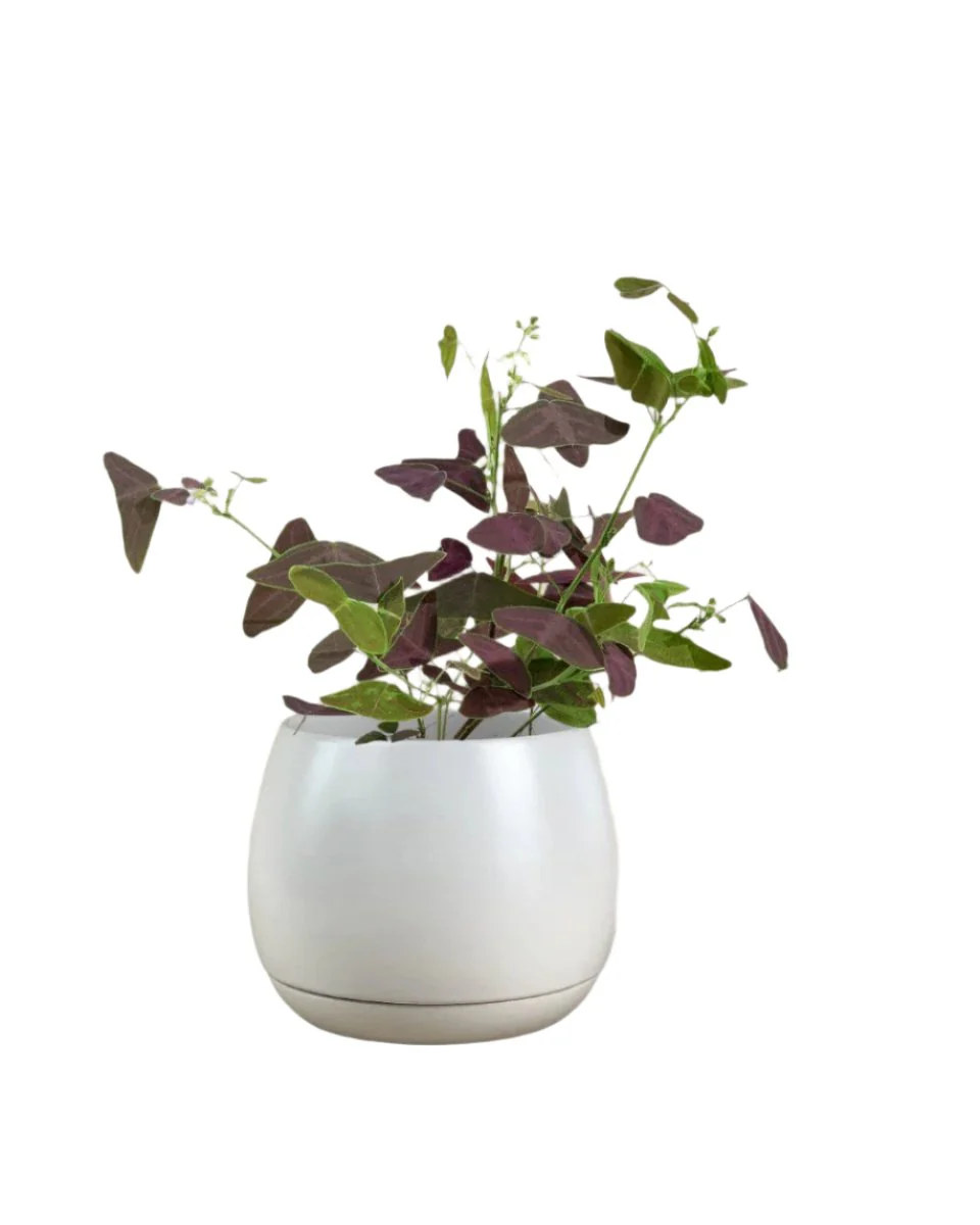 Christia Butterfly Plant Purple (0.2m) - Image 14