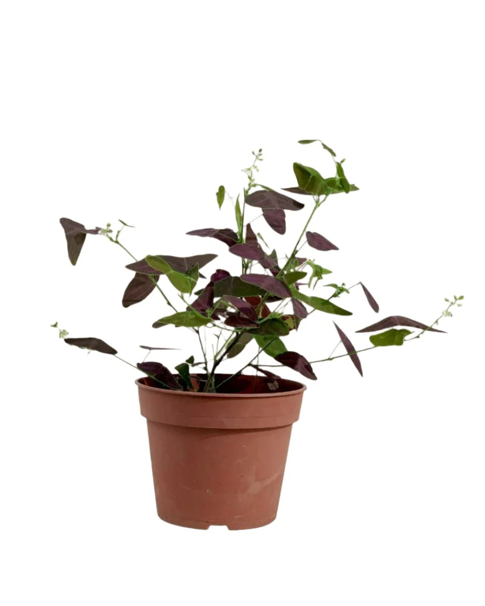 Christia Butterfly Plant Purple (0.2m) - Image 15