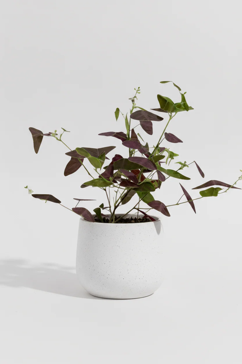 Christia Butterfly Plant Purple (0.2m) - Image 16