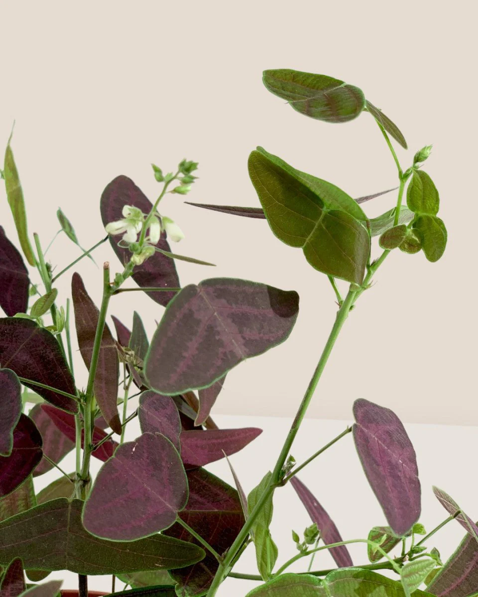 Christia Butterfly Plant Purple (0.2m) - Image 6