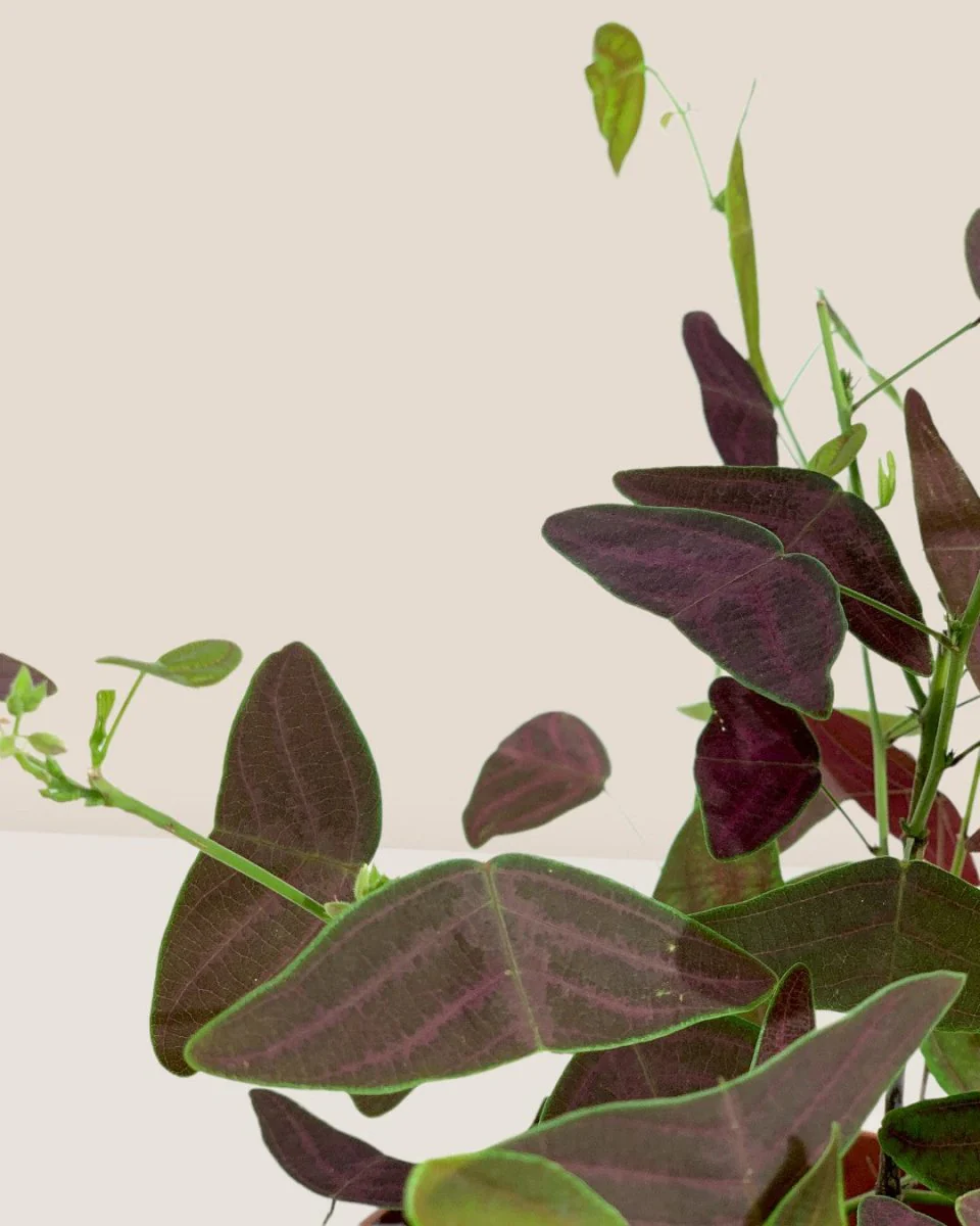 Christia Butterfly Plant Purple (0.2m) - Image 7