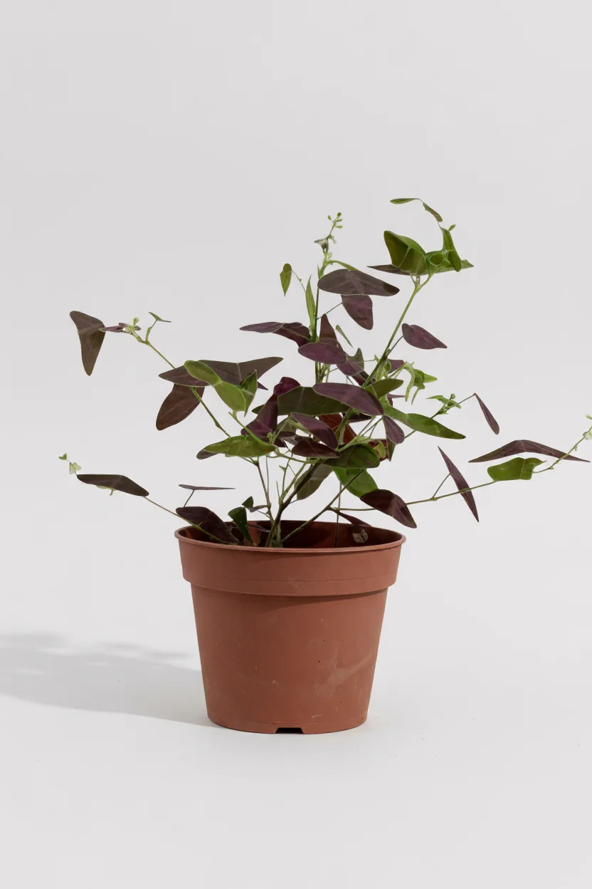 Christia Butterfly Plant Purple (0.2m) - Image 8