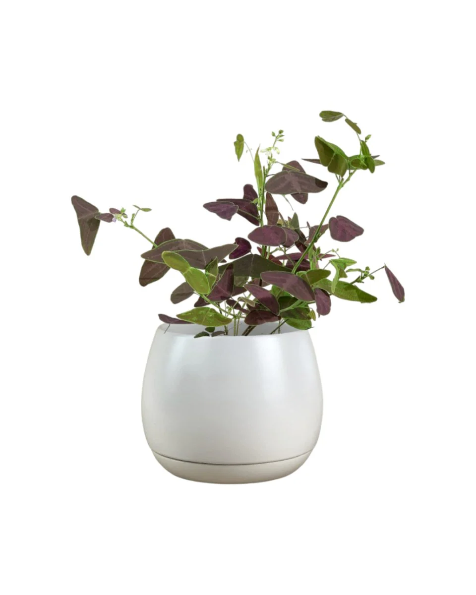 Christia Butterfly Plant Purple (0.2m) - Image 9