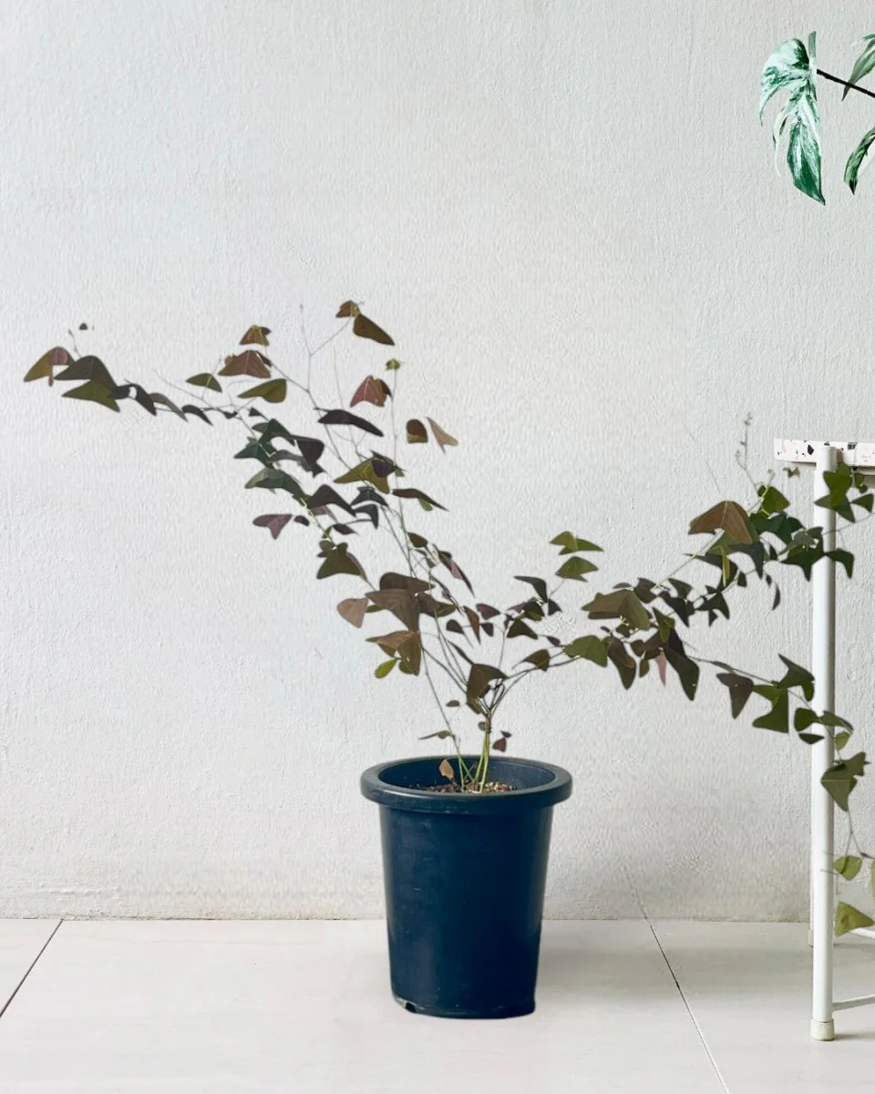 Christia Butterfly Plant Purple (0.8m) - Image 3