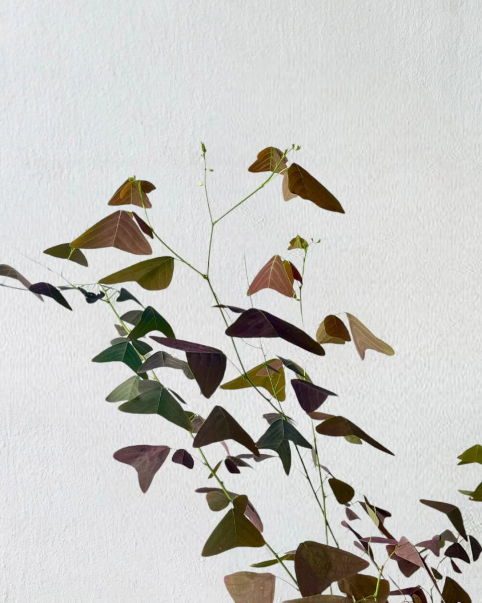 Christia Butterfly Plant Purple (0.8m) - Image 4