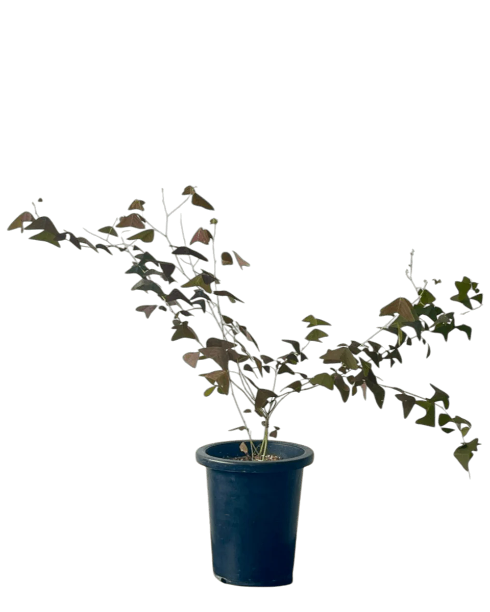 Christia Butterfly Plant Purple (0.8m) - Image 6