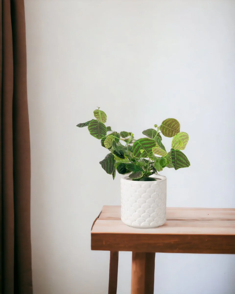 Christia Swallow Tail Butterfly Plant (Green) - Image 11