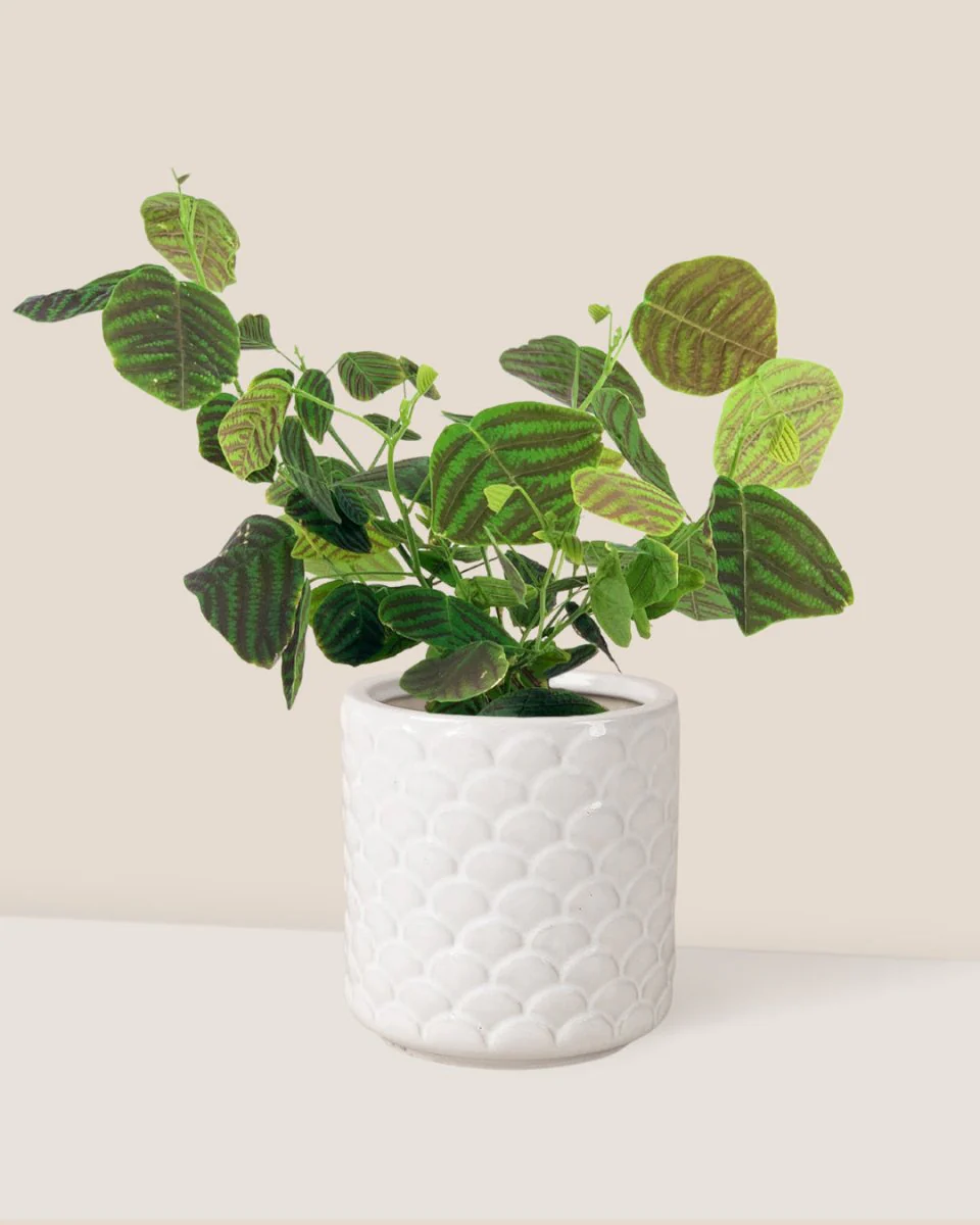 Christia Swallow Tail Butterfly Plant (Green) - Image 12