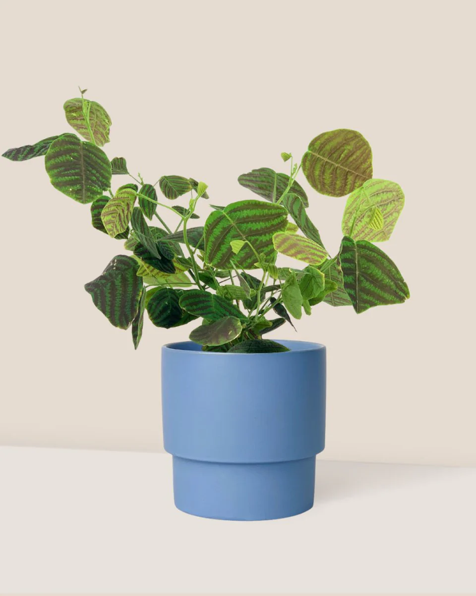 Christia Swallow Tail Butterfly Plant (Green) - Image 13