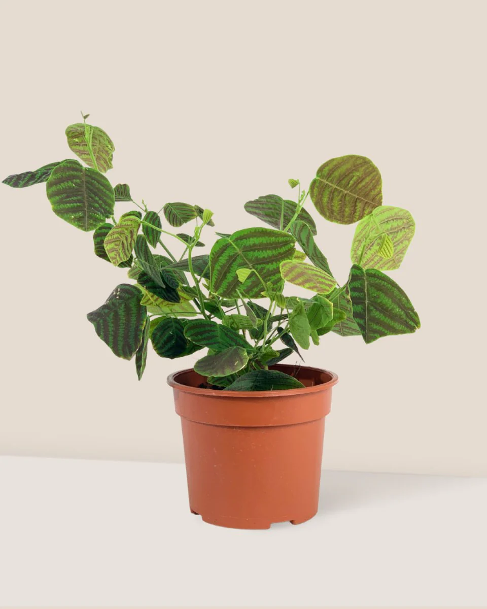 Christia Swallow Tail Butterfly Plant (Green) - Image 14
