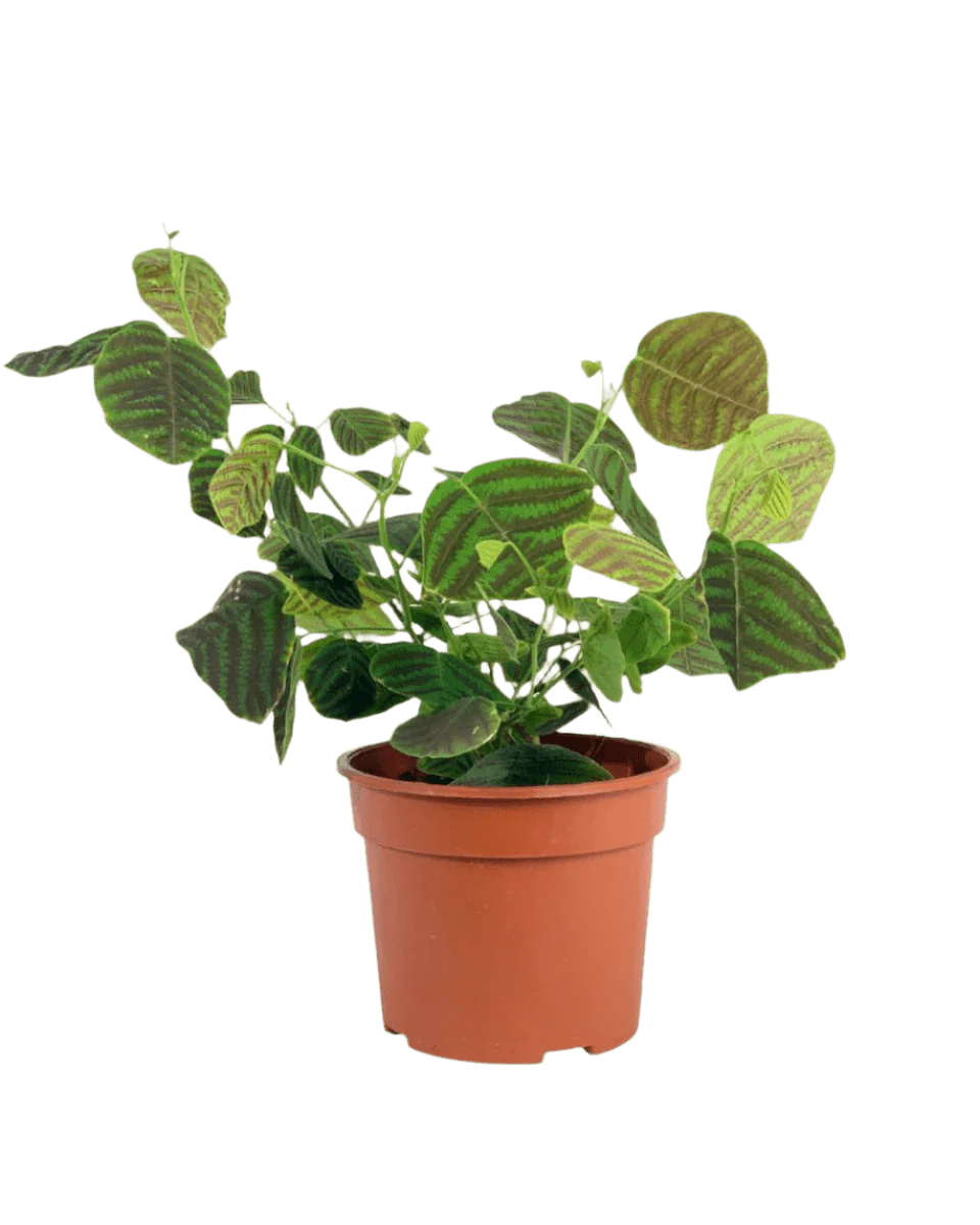 Christia Swallow Tail Butterfly Plant (Green) - Image 15