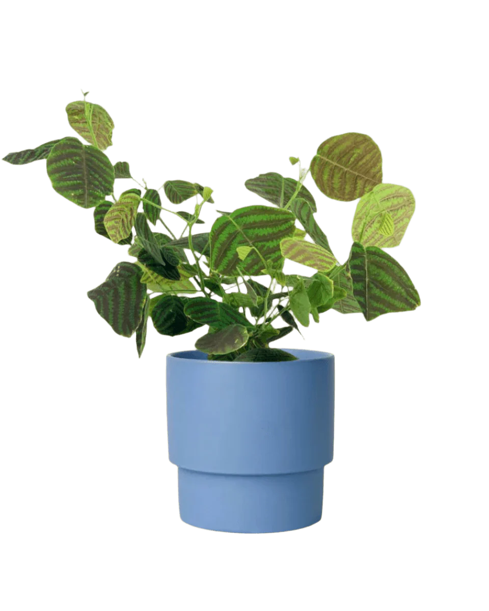 Christia Swallow Tail Butterfly Plant (Green) - Image 16