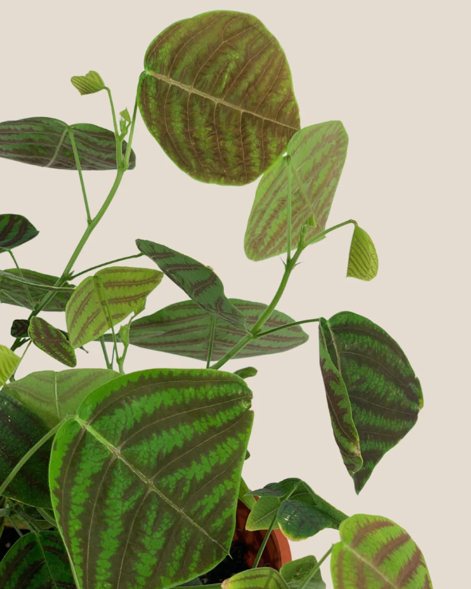 Christia Swallow Tail Butterfly Plant (Green) - Image 8