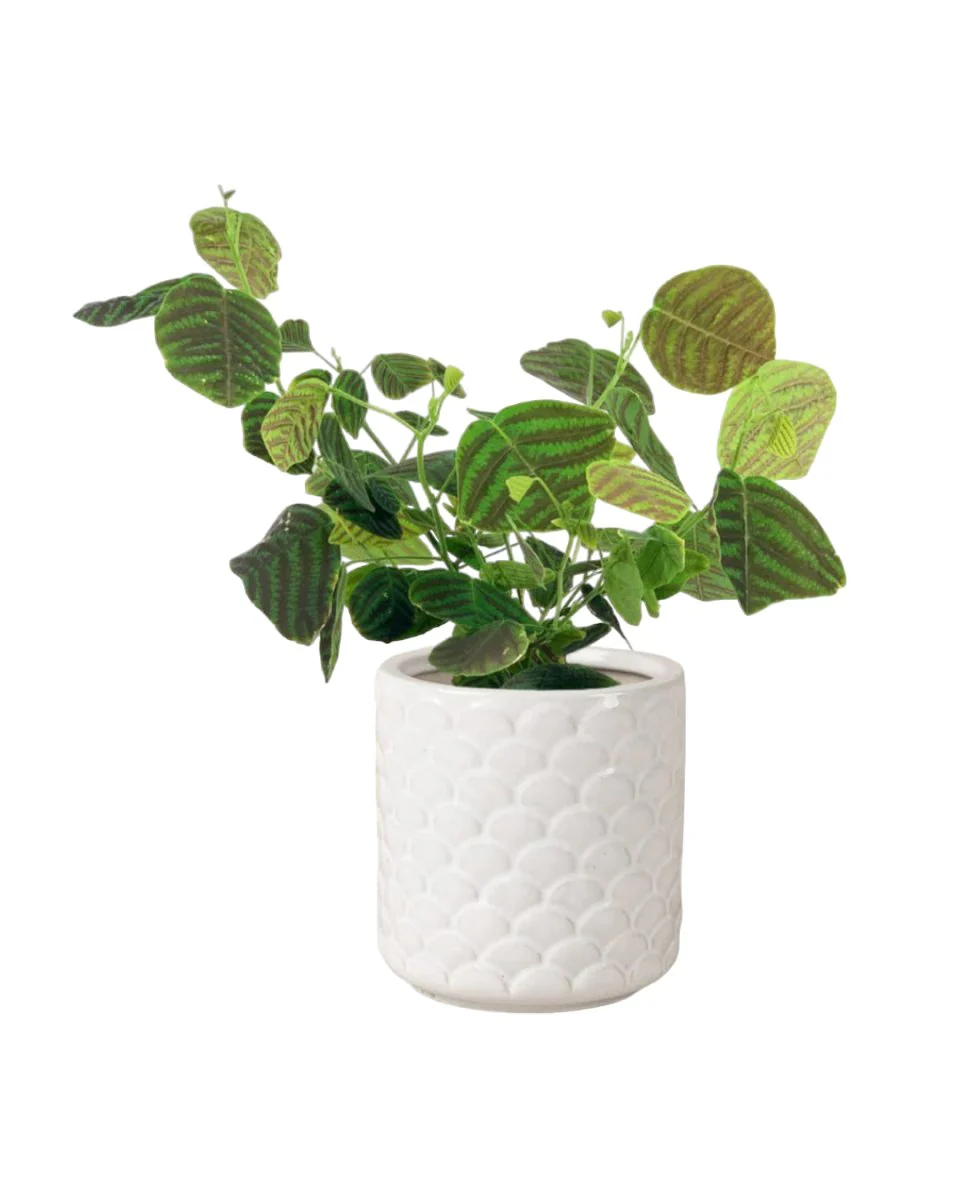 Christia Swallow Tail Butterfly Plant (Green) - Image 9