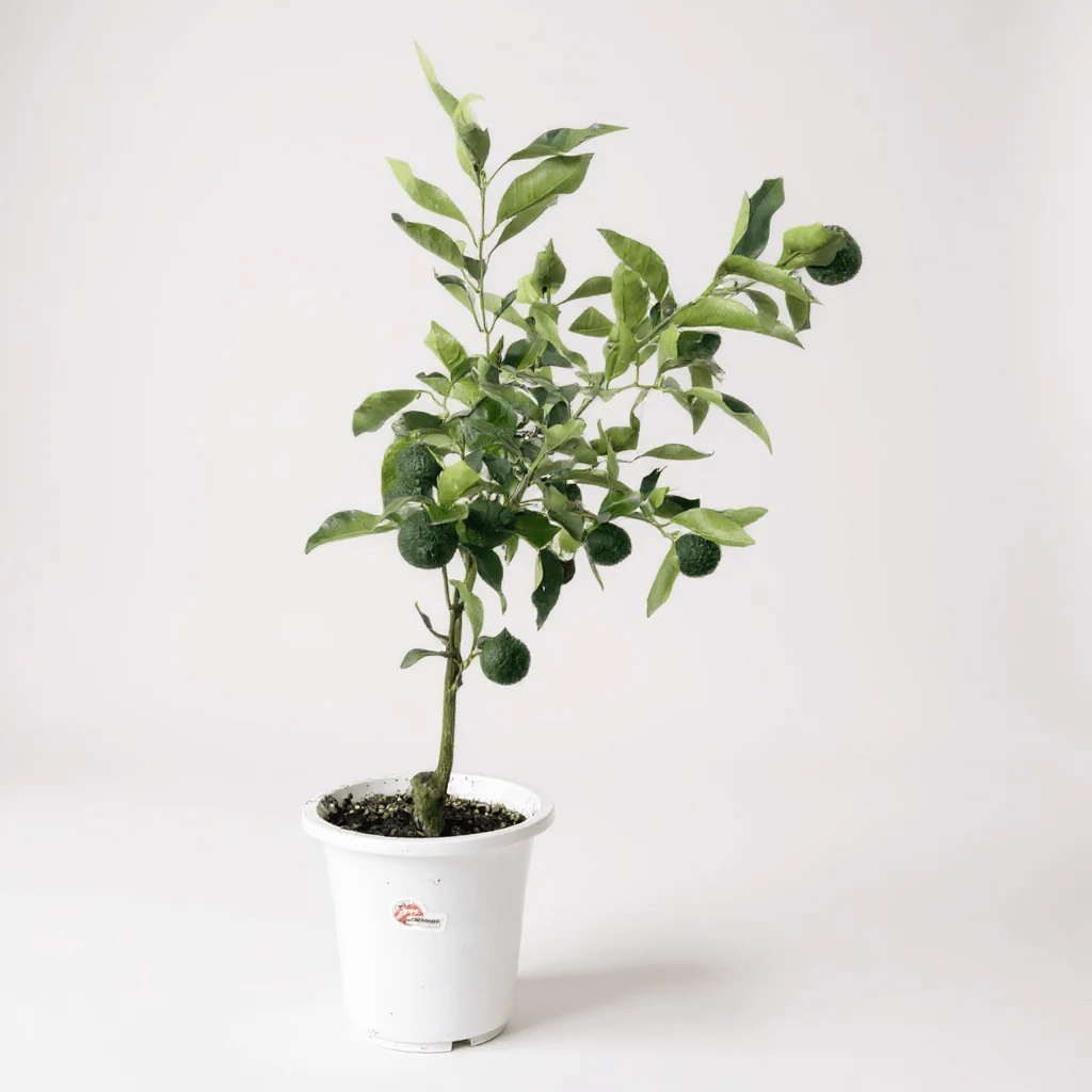 Citrus Hanayu - Yuzu (Japan) - Image 9