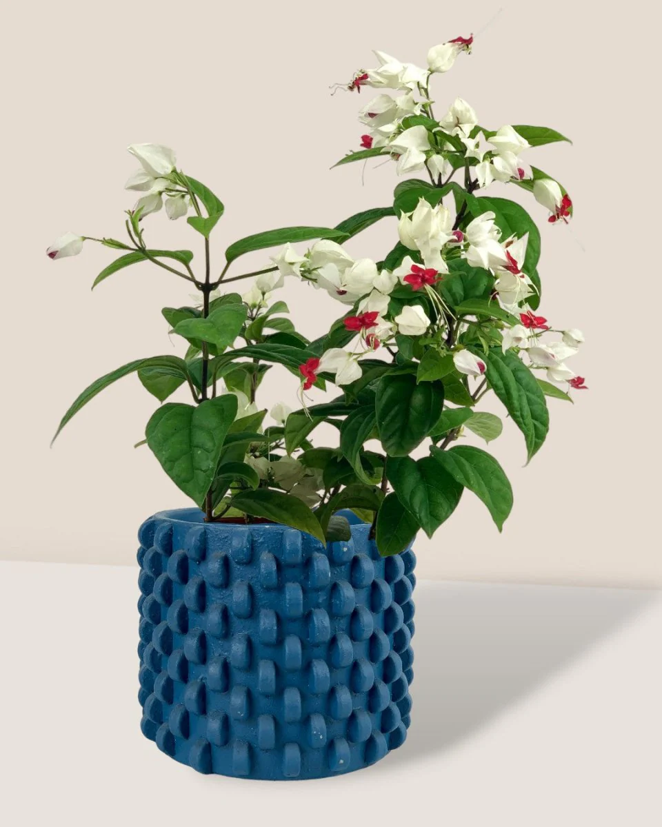 Clerodendrum Batik - Image 3