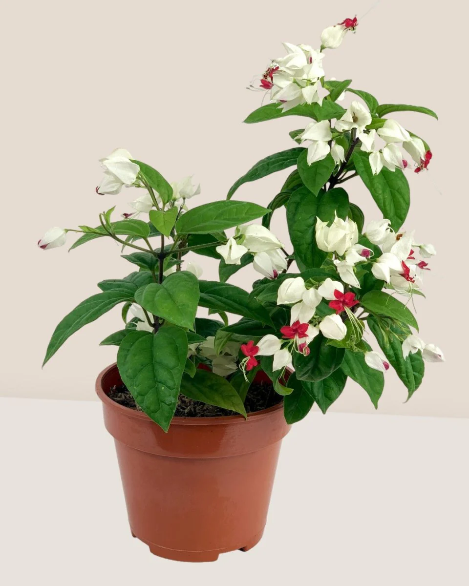 Clerodendrum Batik - Image 5