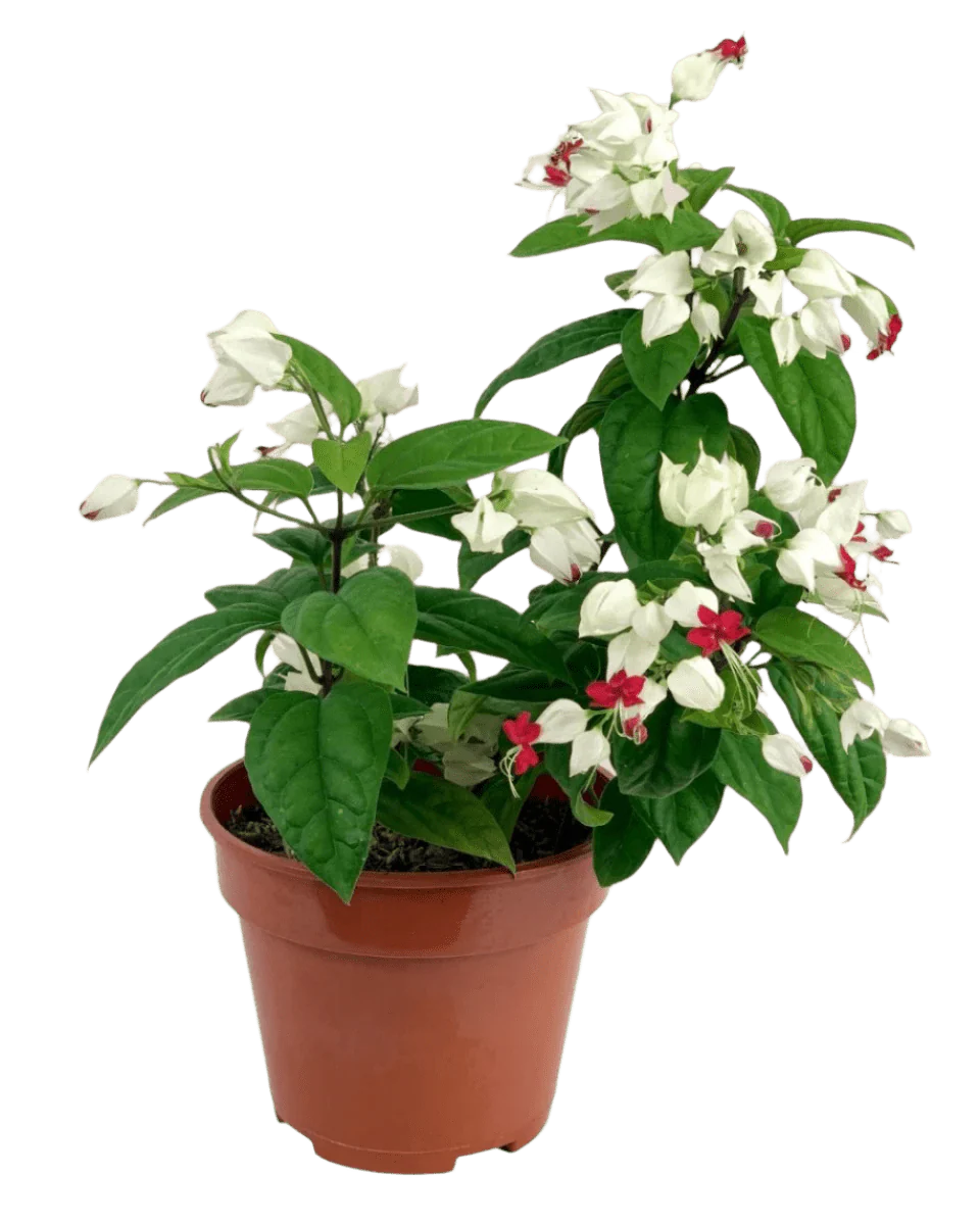 Clerodendrum Batik - Image 6