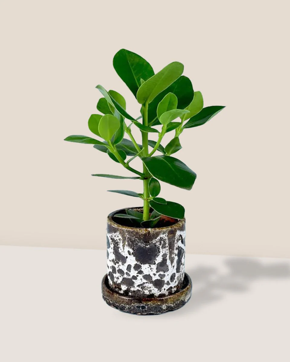 Clusia Rosea - Image 3